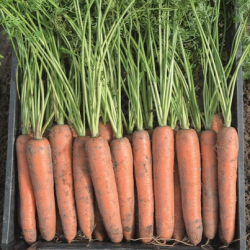 Marchew Bermuda F1 100 tyś. nasion B-mox Primed precyzja st